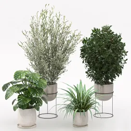 Houseplants collection